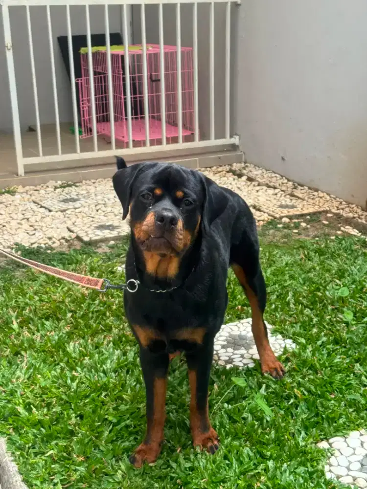 Dijual Rottweiler Betina