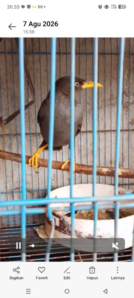Jalak kebo barter ayam atau Lovebird