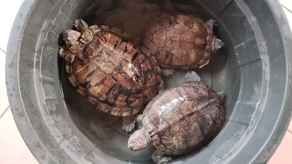 3 ekor kura-kura brazil