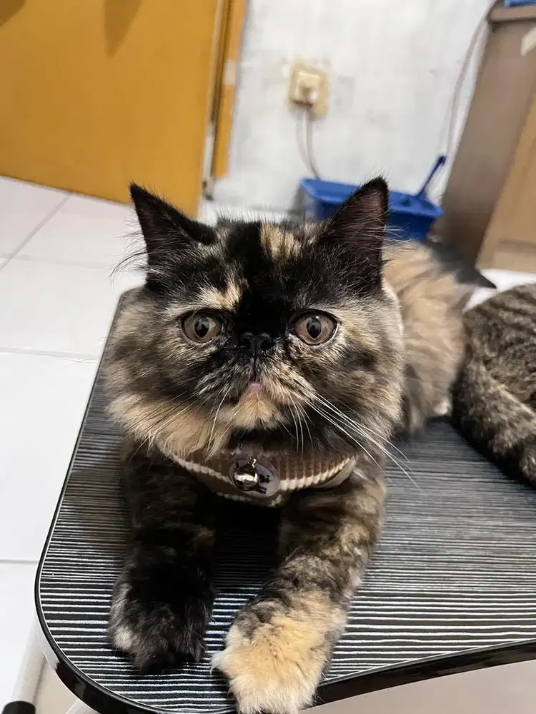 Kucing persia peaknose