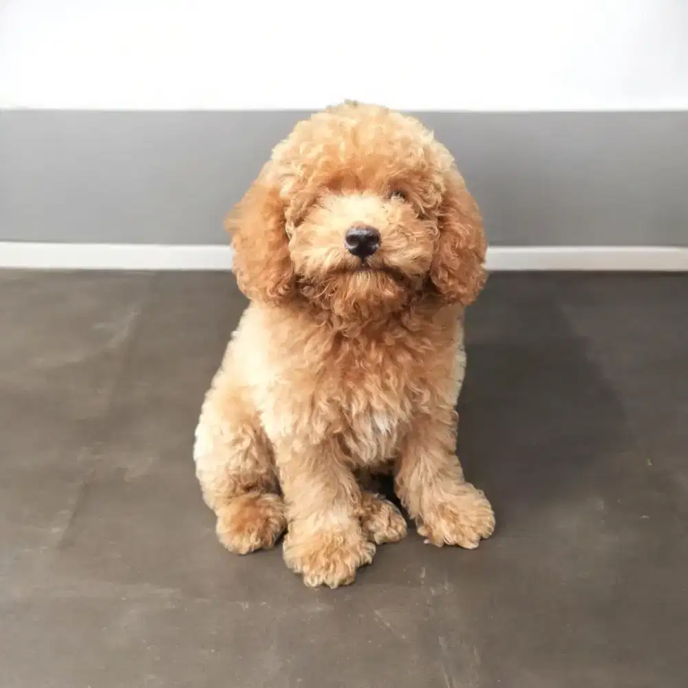 Puppy Poodle /POODLE