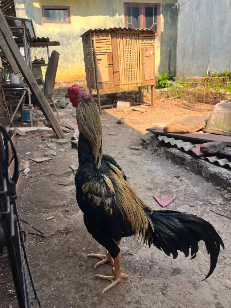 Jual aja nih jenis birkok