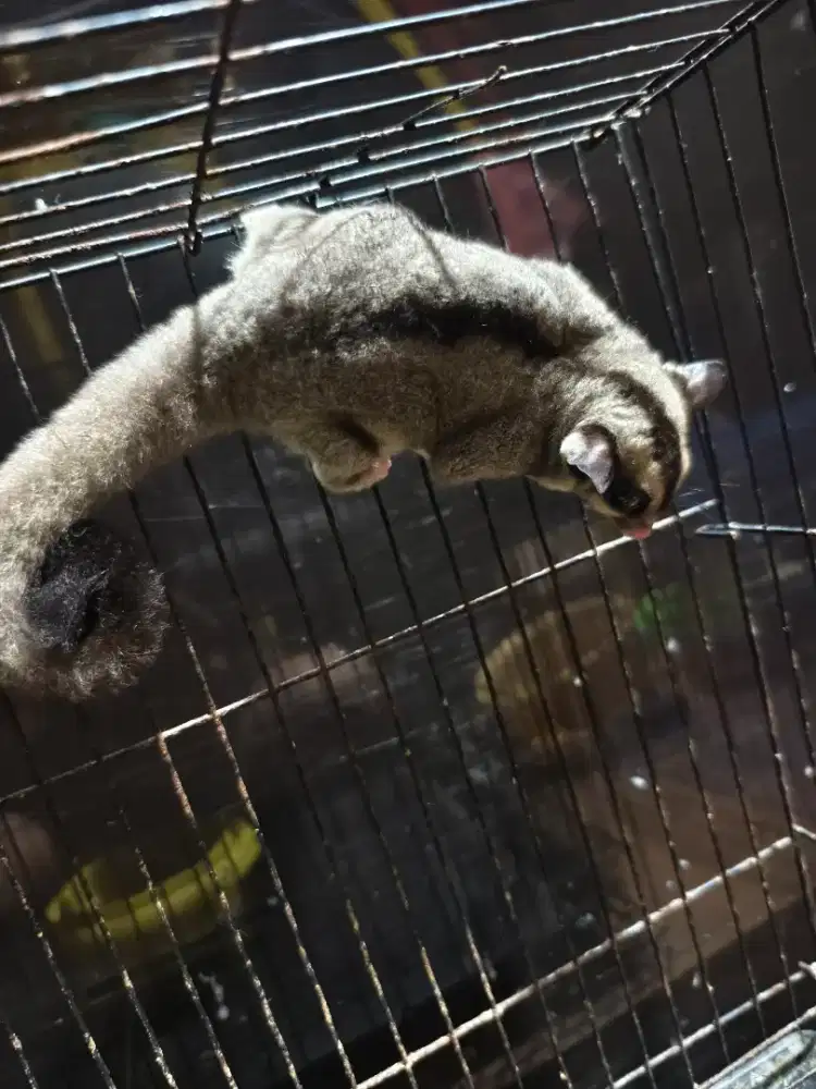 Sugar glider jantan murah borongan