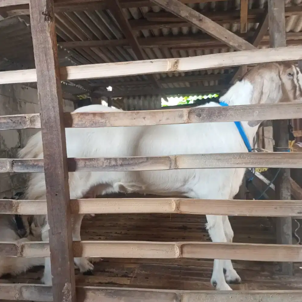 KAMBING DI JUAL 2 EKOR
