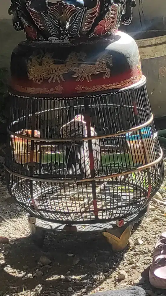 Derkuku Leopard