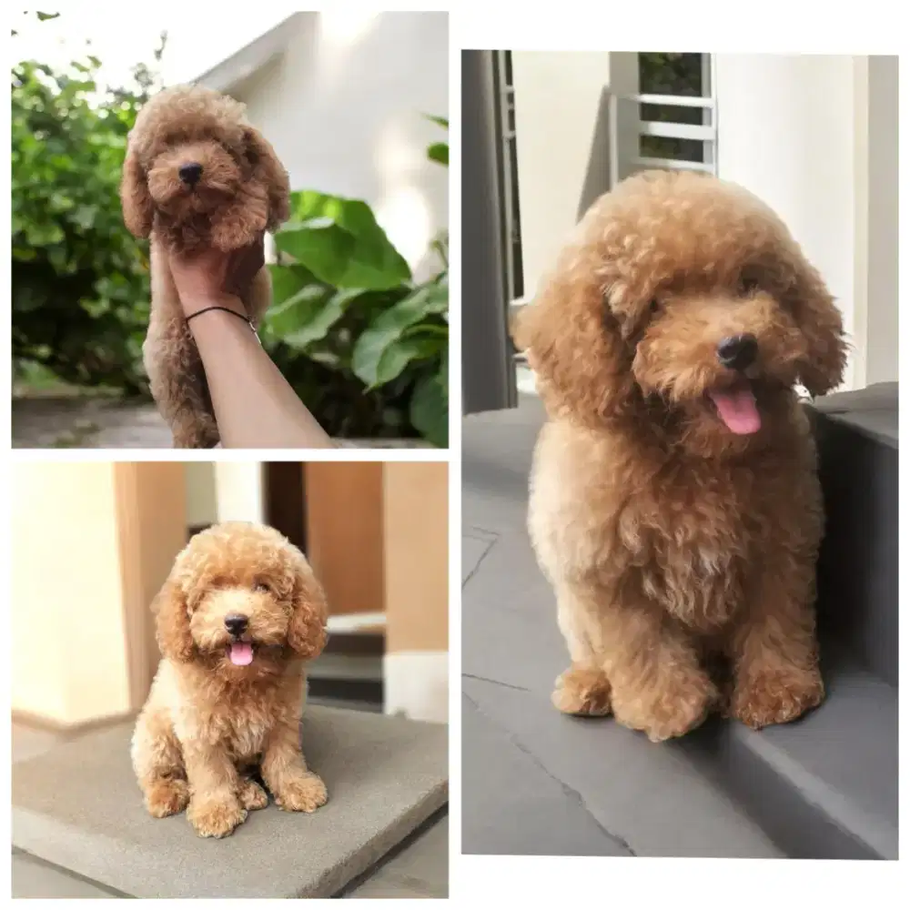 PUPPY POODLE / POODLE