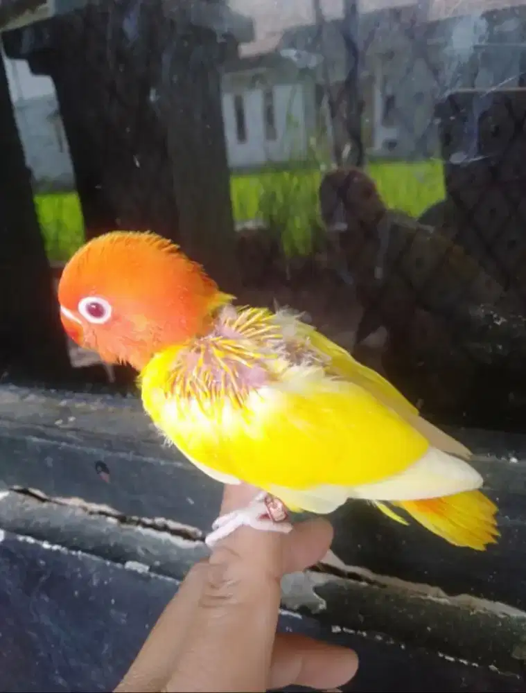 Biola lutino mata merah