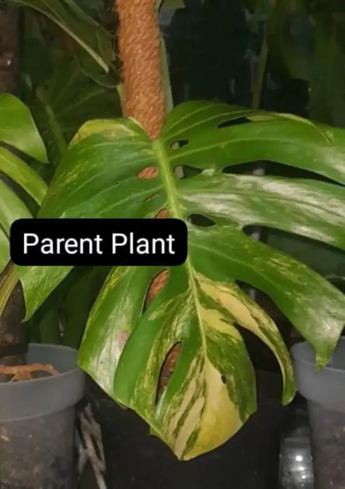 Monstera Deliciosa Brazilian Form aurea 3 color