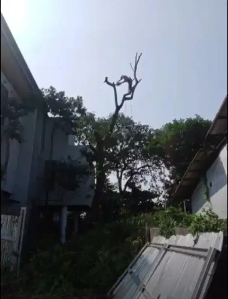 Jasa tebang pohon dan potong rumput