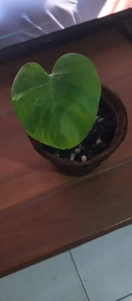 Monstera Deliciosa Oceana Mint