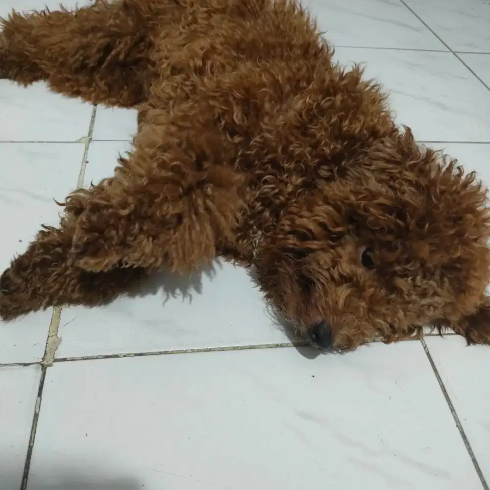 poodle jantan 11 bulan