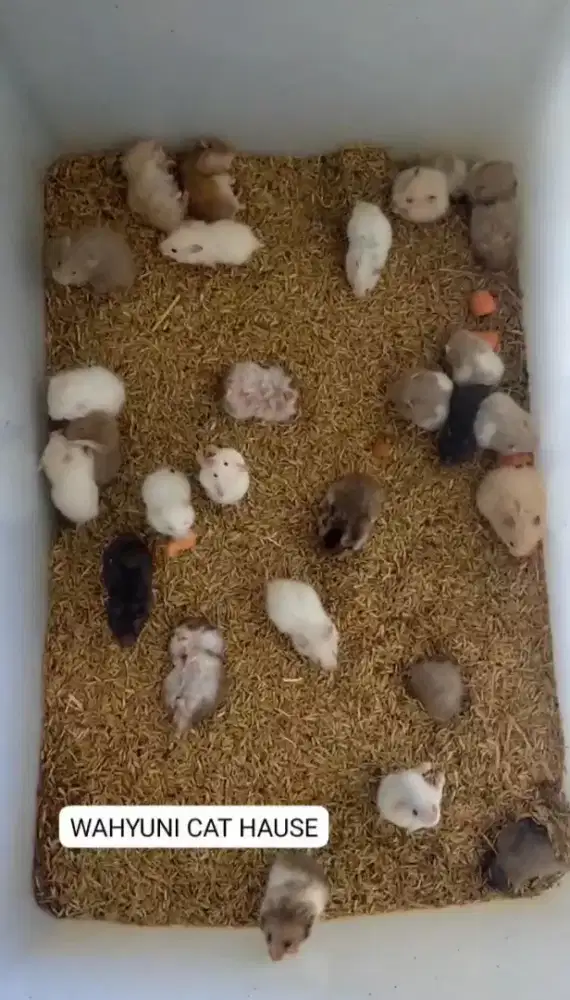 Hamster syrian anakan