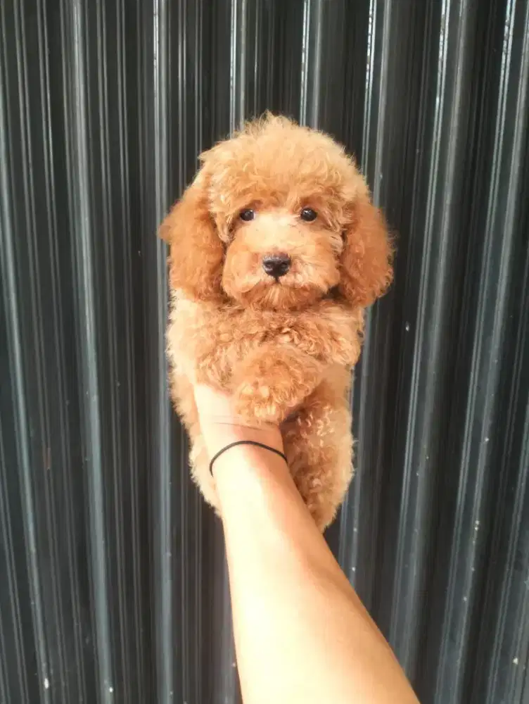 Puppy Red poodle jantan