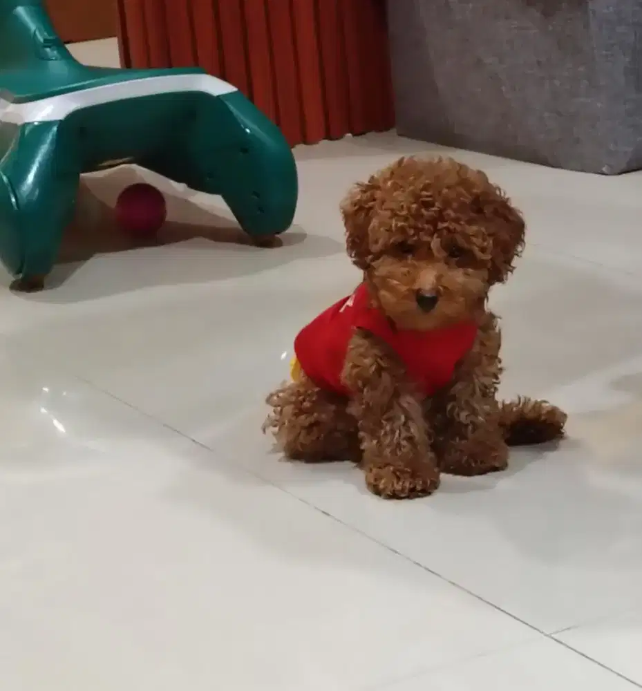 Dijual poodle umur 3 bulan jantan .