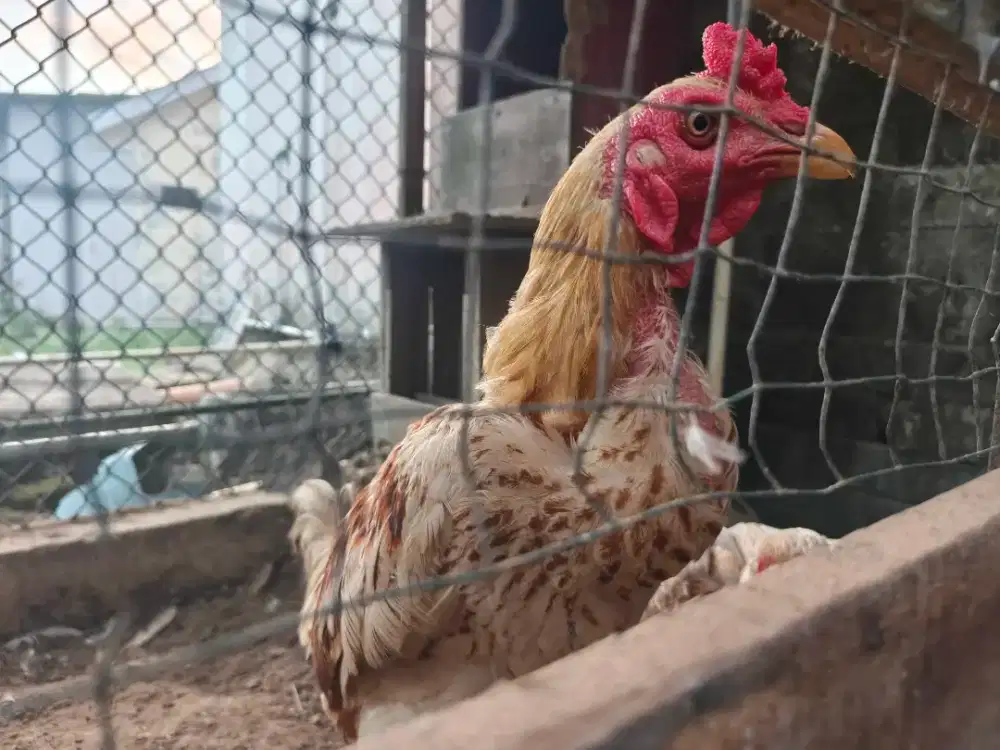 Ayam Pluker Borongan