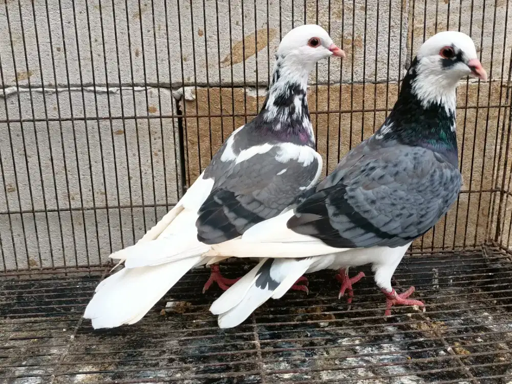 Merpati plontang Megan ekput