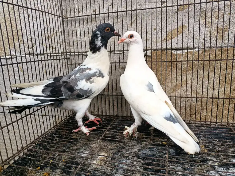 Merpati piyik plontang Jembros