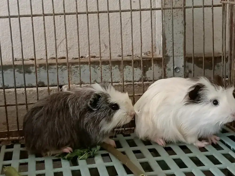 Marmut hias Silky,Coronet