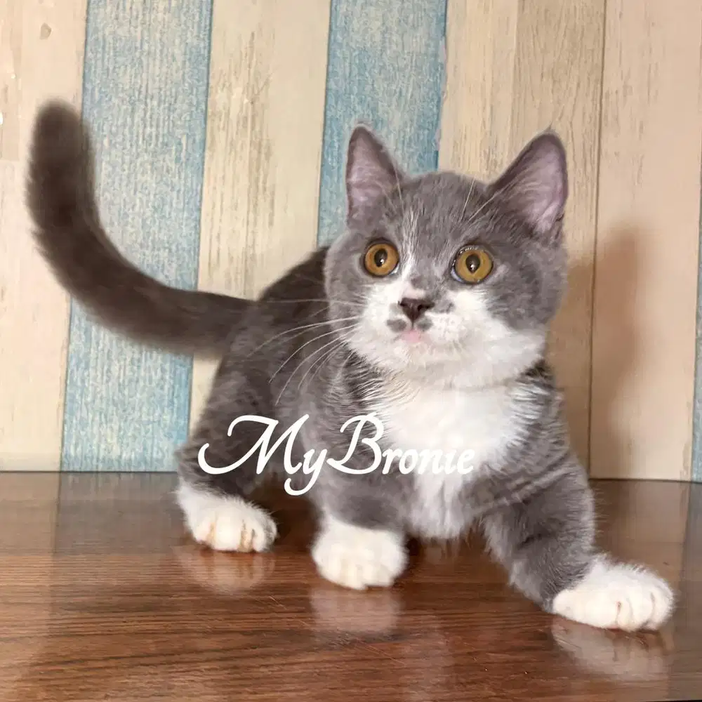 Kucing munchkin british shorthair jantan