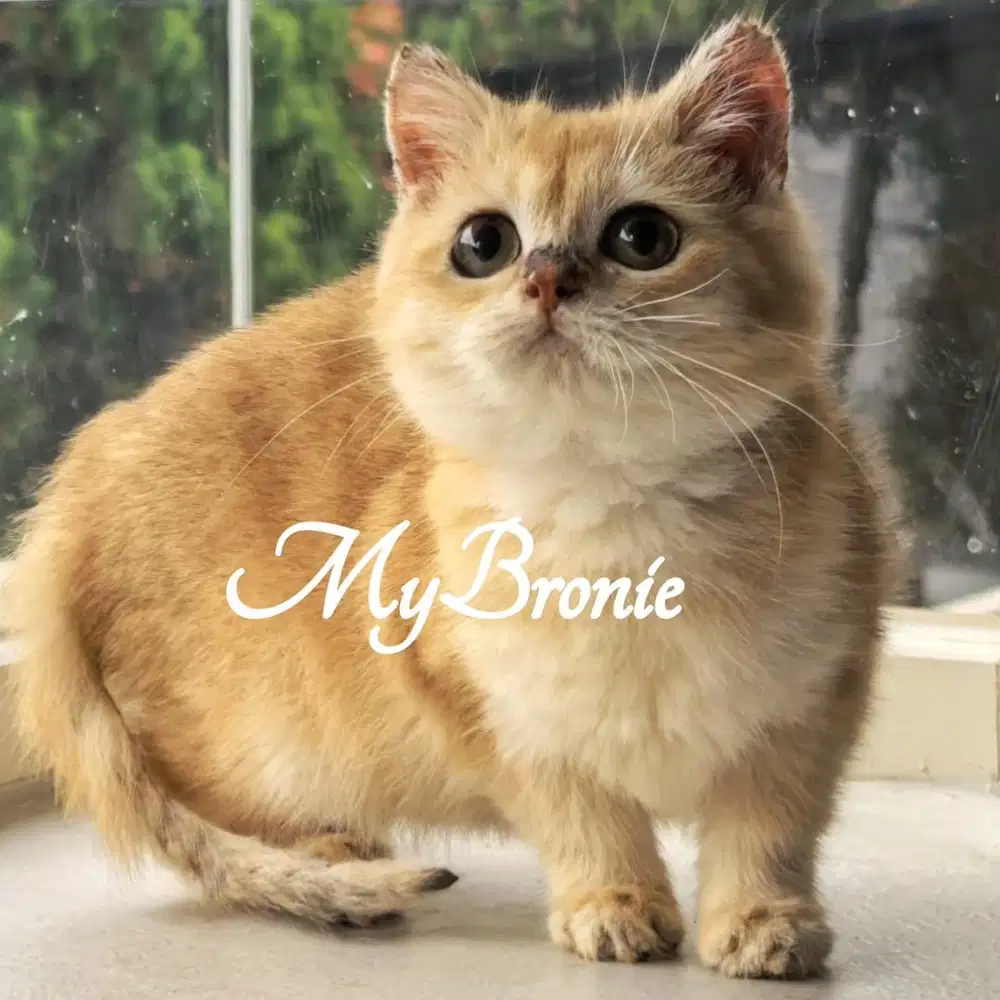 Kucing munchkin british NS golden semi hibah