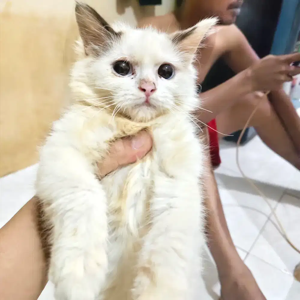 Kucing himalaya