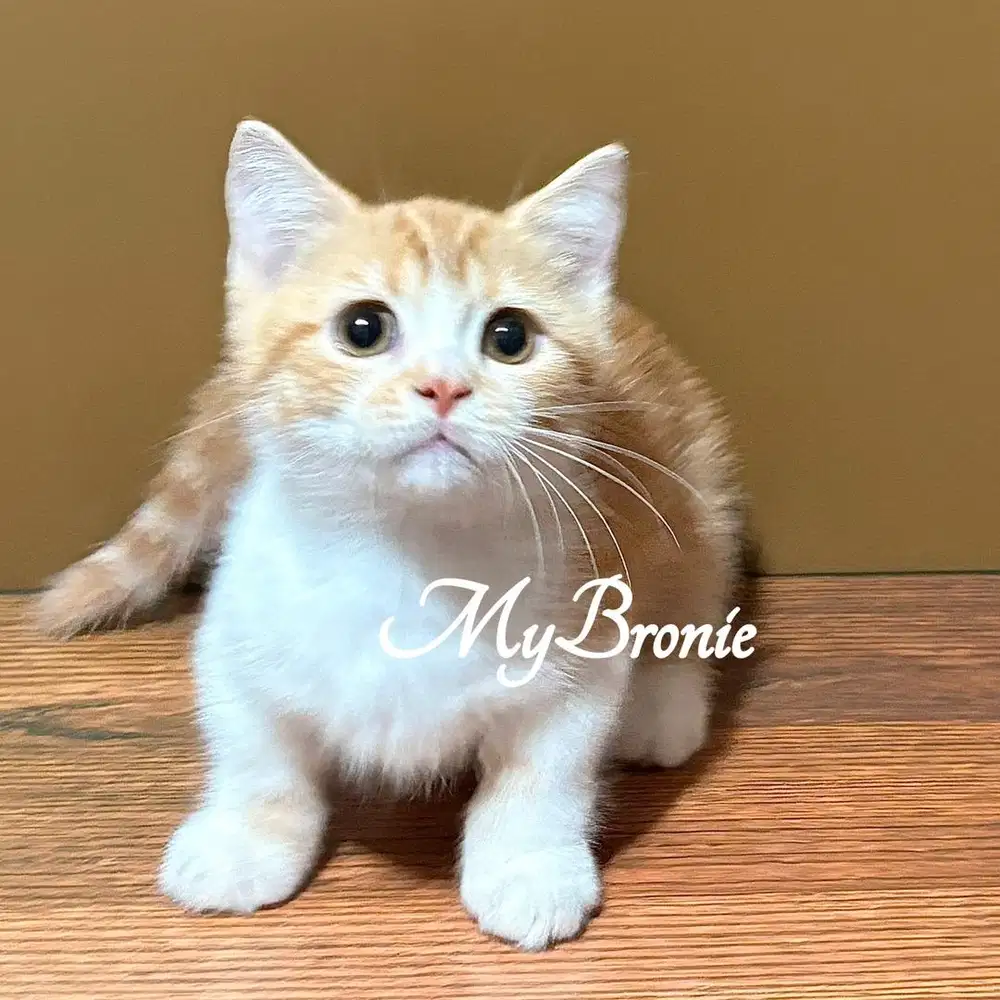 Kucing munchkin british shorthair red bicolor