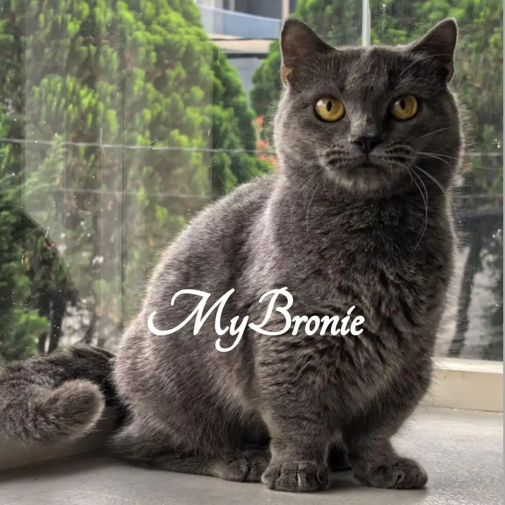 Kucing munchkin british jantan blue
