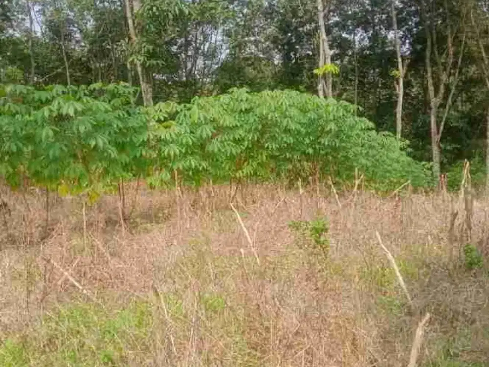 tanah murah cipanas