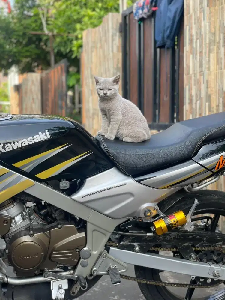 British shorthair lilac