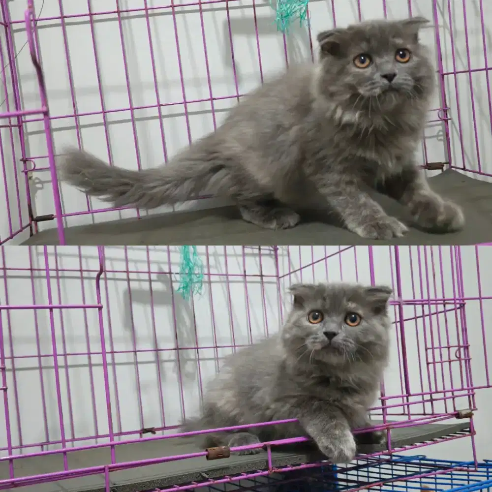 Kucing kitten scottish fold