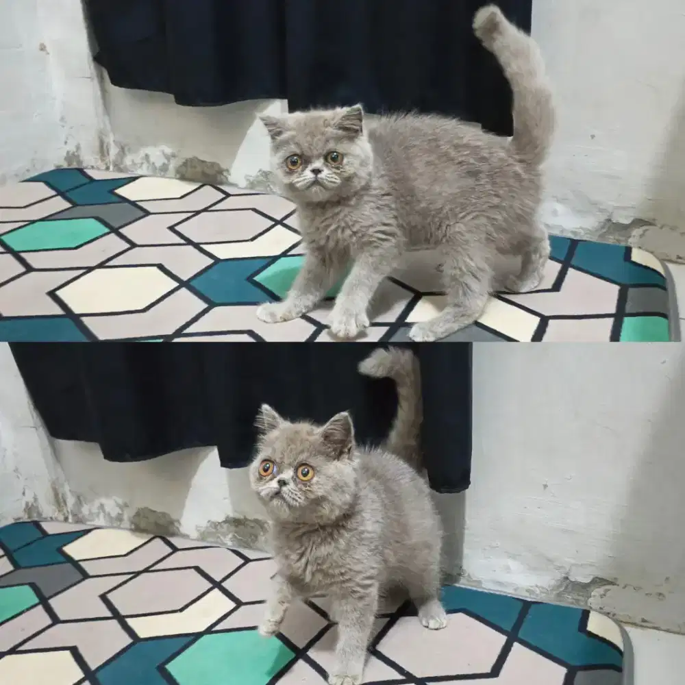 Kitten exotic shorthair
