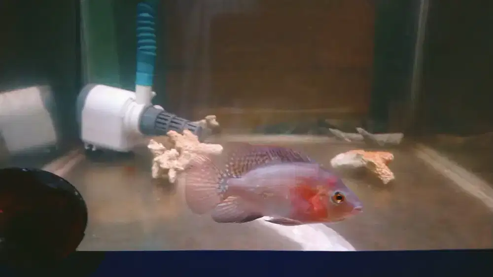 Ikan red monkey bahan