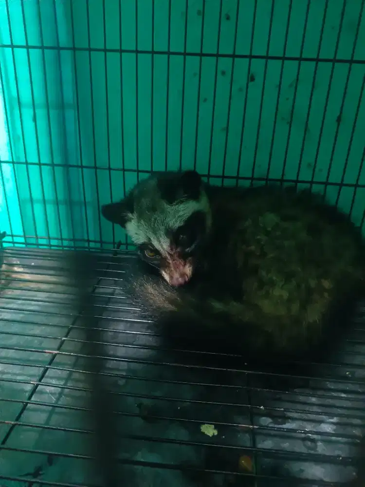 Anknya musang pandan