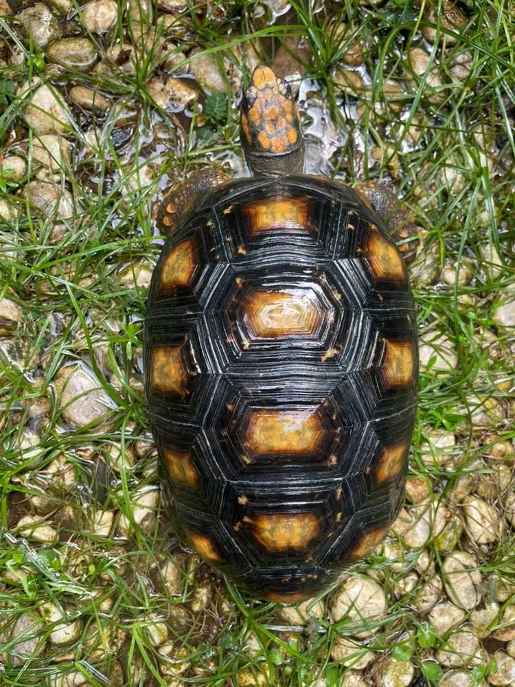 Yellow Foot Betina 32cm calon indukan cakep