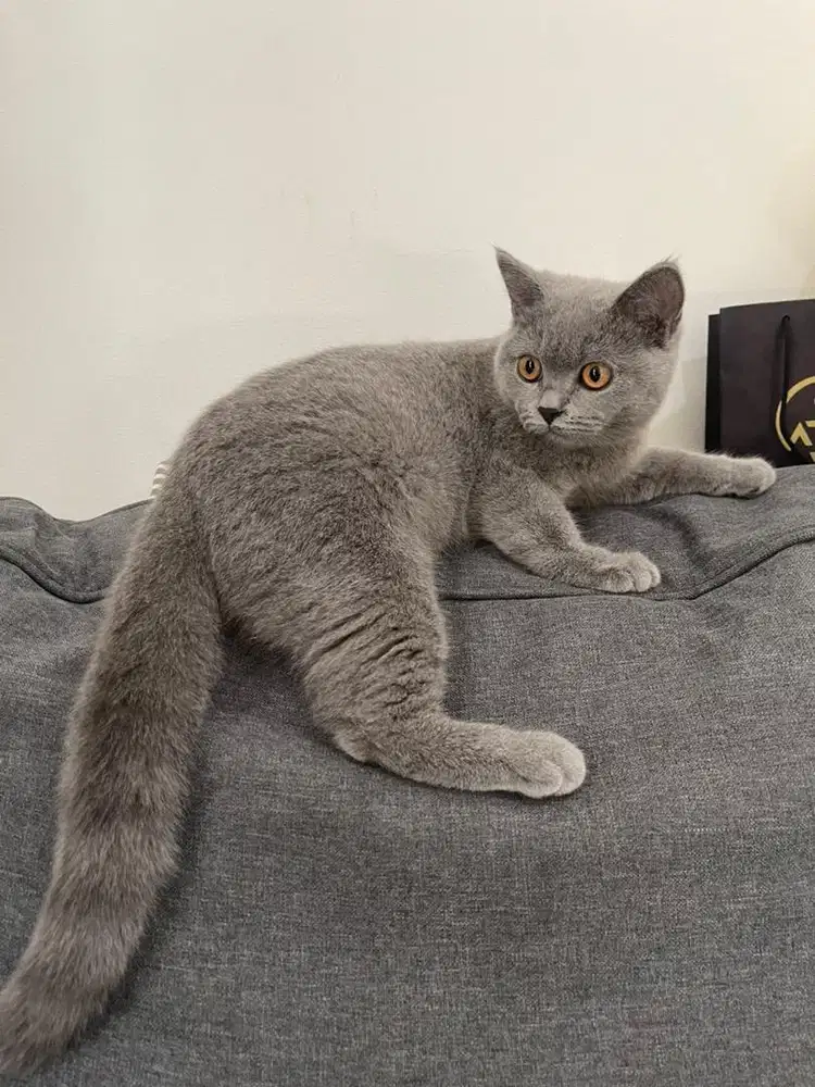 British Shorthair BSH Blue Solid Ped WCF
