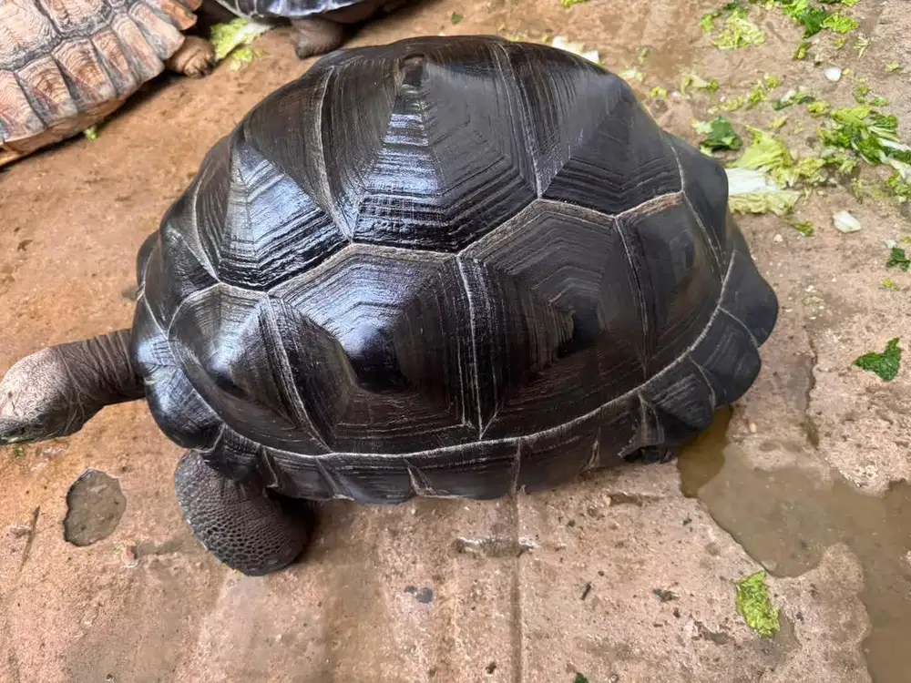Aldabra jumbo 56cm