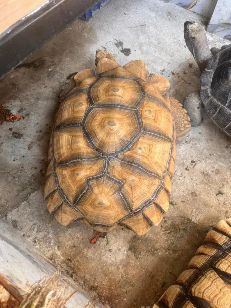 Sulcata superman scute jumbo 75cm scl