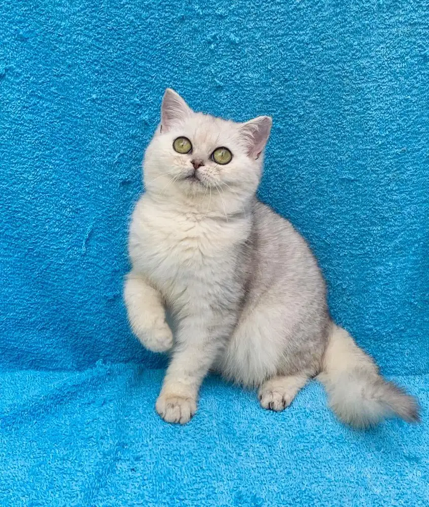 BRITISH SHORTHAIR SILVER