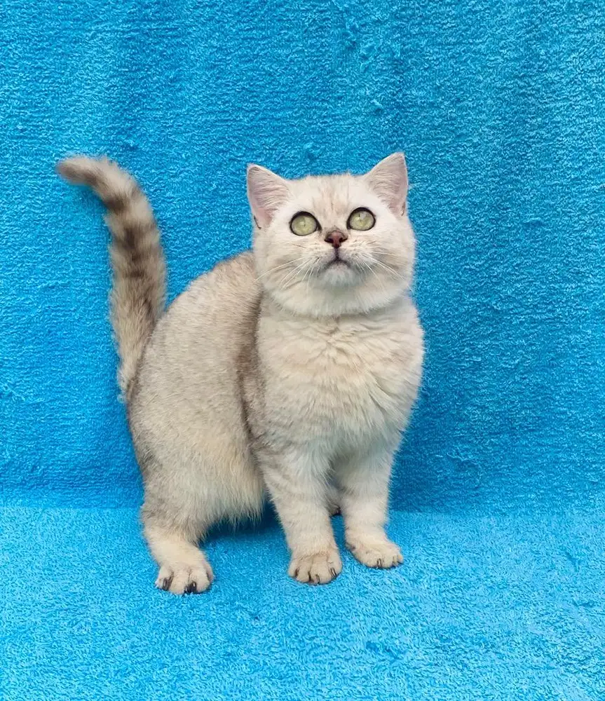 BRITISH SHORTHAIR WARNA SILVER