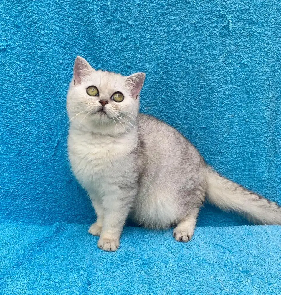 BRITISH SHORTHAIR SILVER NON PEDIGREE