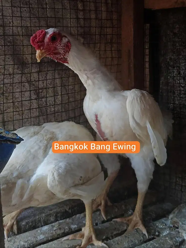 Ayam Bangkok Edisi Ko-SHAMO