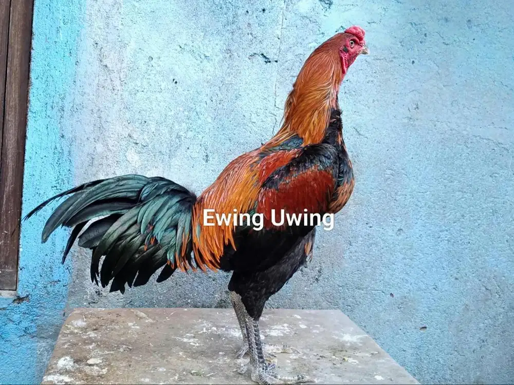 Ayam Bangkok Edisi GANOI