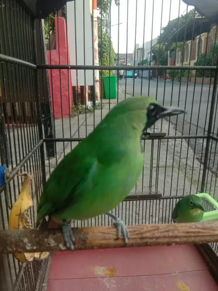 Burung jantan dan betina fullset