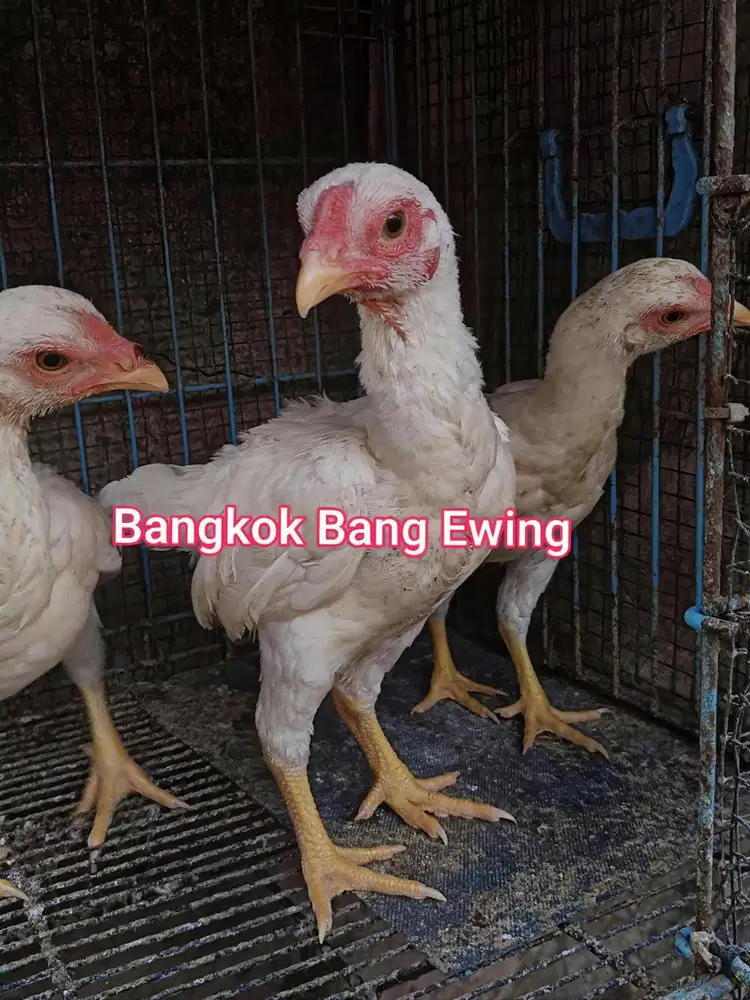 Ayam Bangkok Edisi Ko-SHAMO