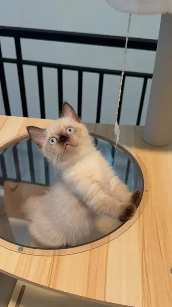 Kucing himalaya mix munchkin