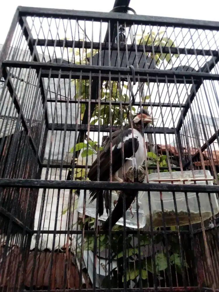 Jual masteran jalak suren gacor dor.