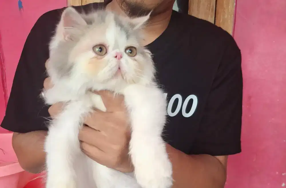 Kitten peaknose 3bln