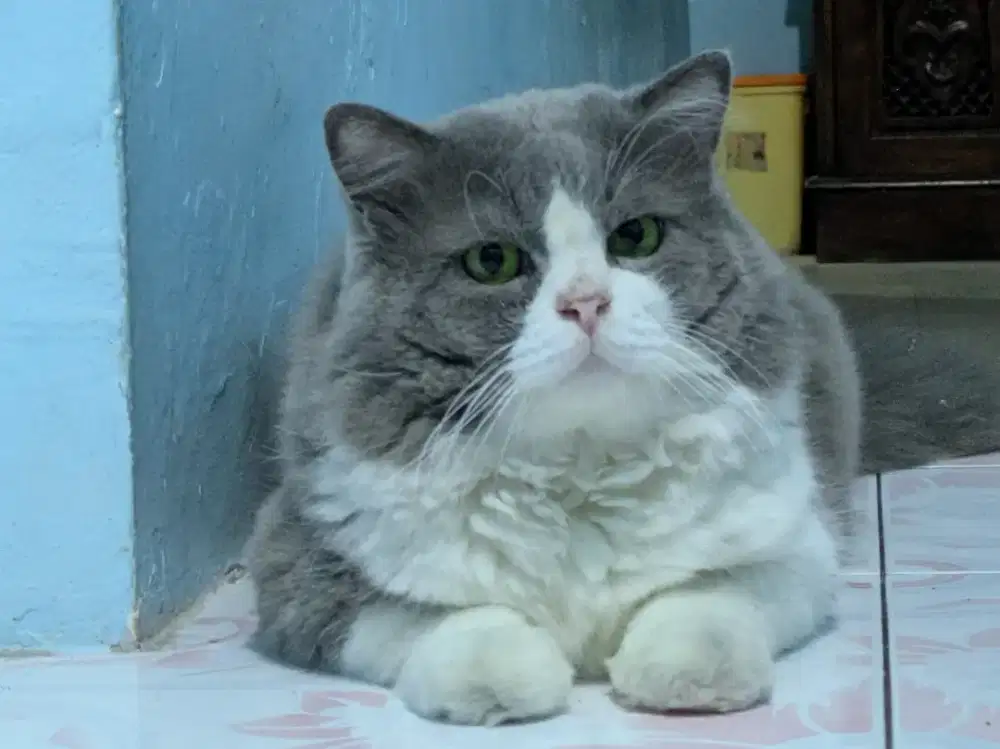JUAL CEPAT Kucing jantan persmed bsh untuk peliharaan atau kawin