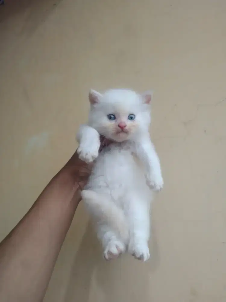 Kucing Persia usia 1,5 bulan jantan mata biru