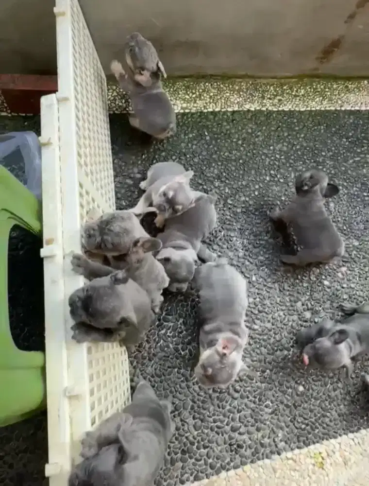 French bulldog Lilac tan and blue color